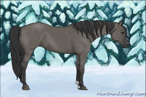Horse Color:Grullo