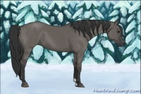 Horse Color:Grullo 