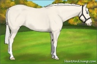 Horse Color:Cremello 