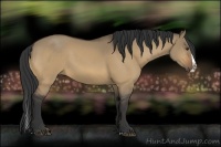 Horse Color:Buckskin Dun Splash 