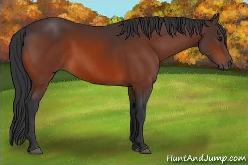 Horse Color:Bay 