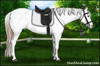 Horse Color:Liver Chestnut Pearl Appaloosa 