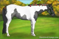 Horse Color:Black Tobiano Rabicano