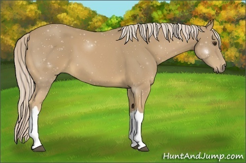 Horse Color:Palomino