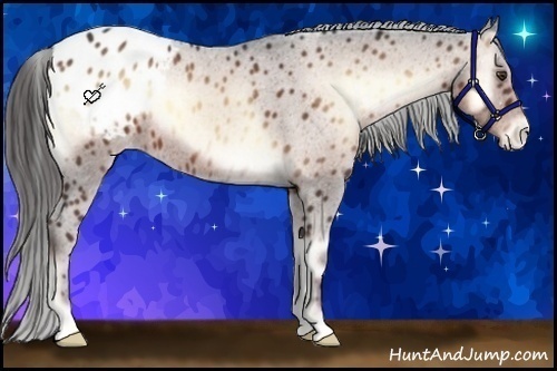 Horse Color:Liver Red Onyx Appaloosa 