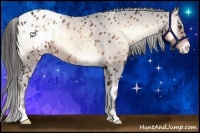 Horse Color:Liver Red Onyx Appaloosa
