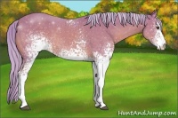 Horse Color:Watercolor White Spotted Palomino 