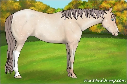 Horse Color:Watercolor Classic Cream Champagne Pearl 
