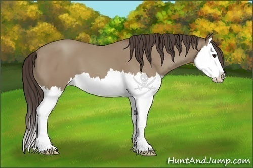 Horse Color:Classic Champagne Splash