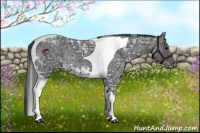 Horse Color:Black Ice Tobiano Rabicano