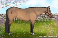 Horse Color:Brown Dun 
