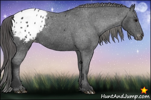 Horse Color:Black Appaloosa