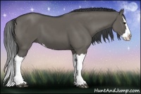 Horse Color:Grullo Splash 