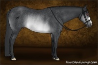 Horse Color:Brown Chinchilla Rabicano