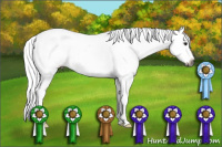 Horse Color:Gray Bay Appaloosa 