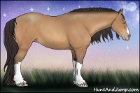 Horse Color:Amber Champagne 
