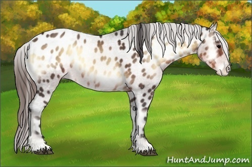 Horse Color:Buckskin Onyx Sabino Appaloosa Rabicano 