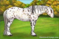 Horse Color:Buckskin Onyx Sabino Blanket Rabicano 