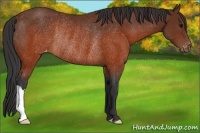 Horse Color:Brown Varnish Rabicano 