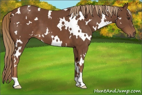 Horse Color:White Spotted Chestnut 