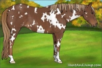 Horse Color:White Spotted Chestnut 