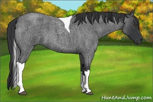Horse Color:Blue Roan Tobiano