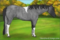 Horse Color:Blue Roan Tobiano
