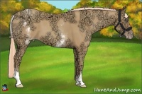 Horse Color:White Spotted Gold Champagne Ice 