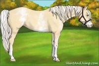 Horse Color:White Spotted Gold Cream Champagne