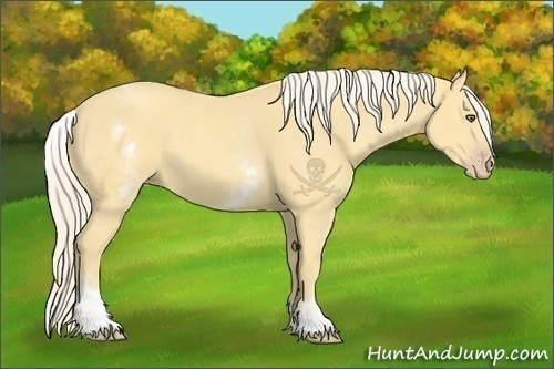 Horse Color:White Spotted Gold Cream Champagne 