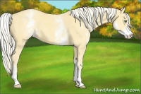 Horse Color:White Spotted Gold Cream Champagne 
