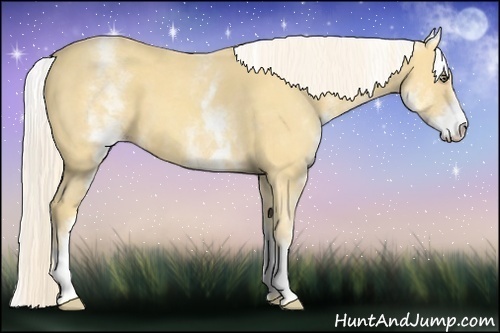 Horse Color:White Spotted Gold Cream Champagne 