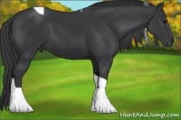 Horse Color:Black Tobiano Rabicano 