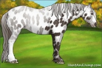 Horse Color:Liver Chestnut Appaloosa 
