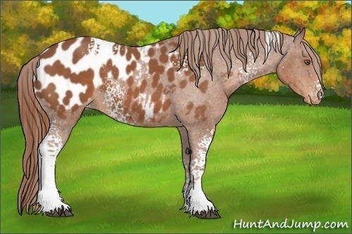 Horse Color:White Spotted Chestnut Blanket 