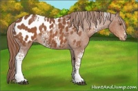 Horse Color:White Spotted Chestnut Blanket 