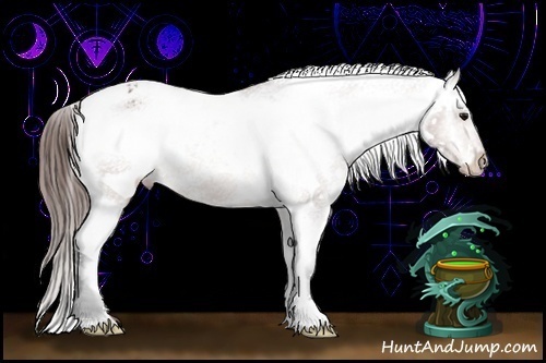 Horse Color:Bay Splash Appaloosa 