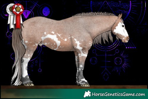 Horse Color:Bay Splash Appaloosa 