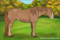 Horse Color:Chestnut Splash 