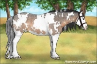 Horse Color:White Spotted Buckskin Roan Splash 