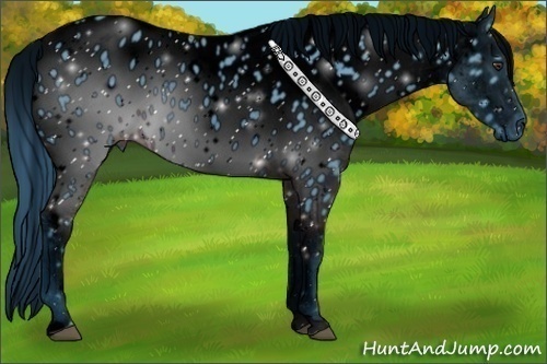 Horse Color:ERROR: UNKNOWN ANOMALY