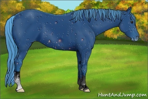 Horse Color:ERROR: UNKNOWN ANOMALY