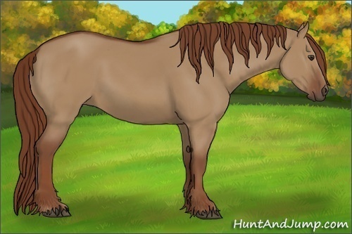 Horse Color:Red Dun 