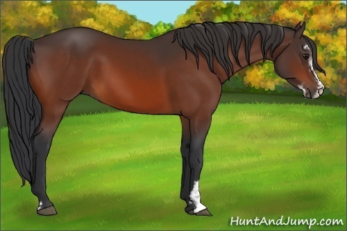 Horse Color:Bay Sabino