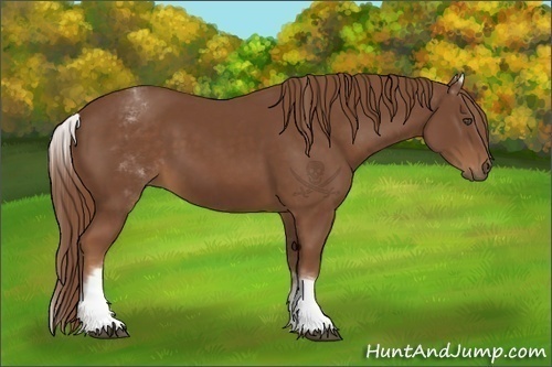 Horse Color:White Spotted Chestnut Sabino