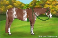 Horse Color:White Spotted Chestnut Sabino