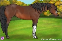 Horse Color:Bay and Bay