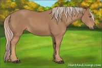 Horse Color:Palomino