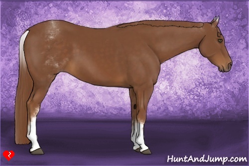 Horse Color:White Spotted Chestnut Sabino