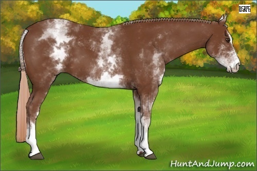 Horse Color:White Spotted Chestnut Sabino